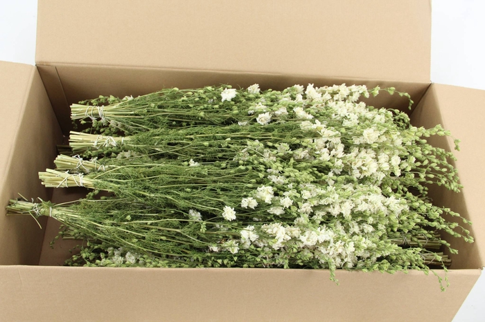 <h4>DF Delphinium White Bs</h4>