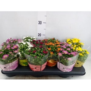 Chrysanthemum  'Swifty'  ...mix