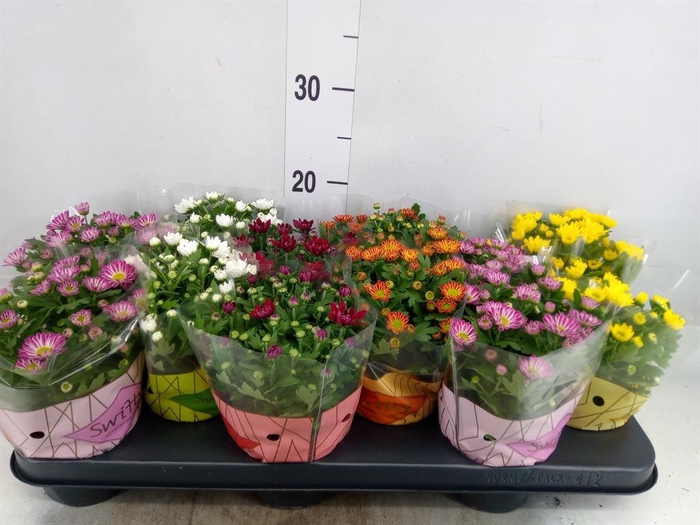 <h4>Chrysanthemum  'Swifty'  ...mix</h4>
