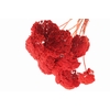 Achillea Orange