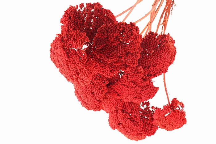 <h4>Achillea Orange</h4>