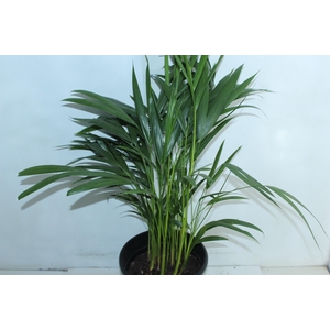 ARECA BAMBU P24