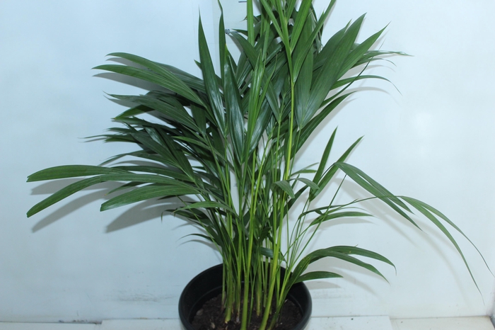ARECA BAMBU P24