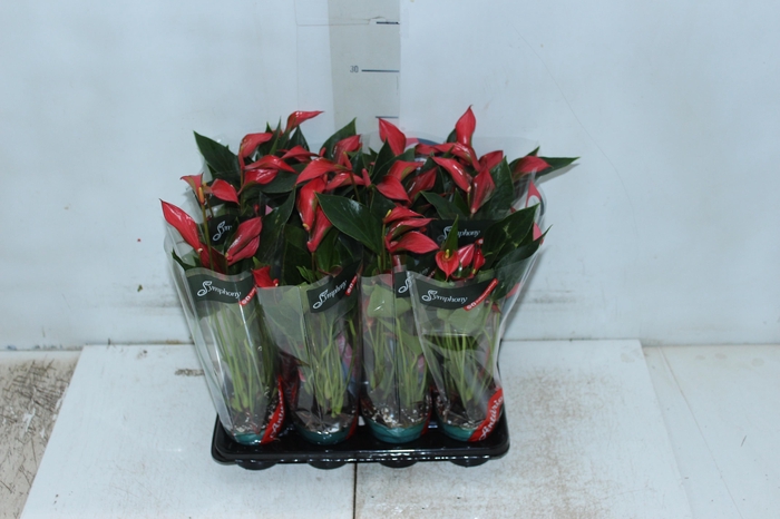 <h4>ANTHURIUM TRILLIONS RED P06</h4>