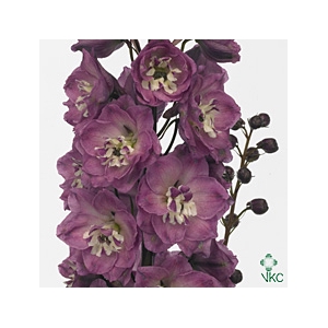 Delphinium double Delp Pink P
