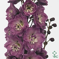 <h4>Delphinium double Delp Pink P</h4>