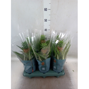 Ananas  'Mi Amigo'