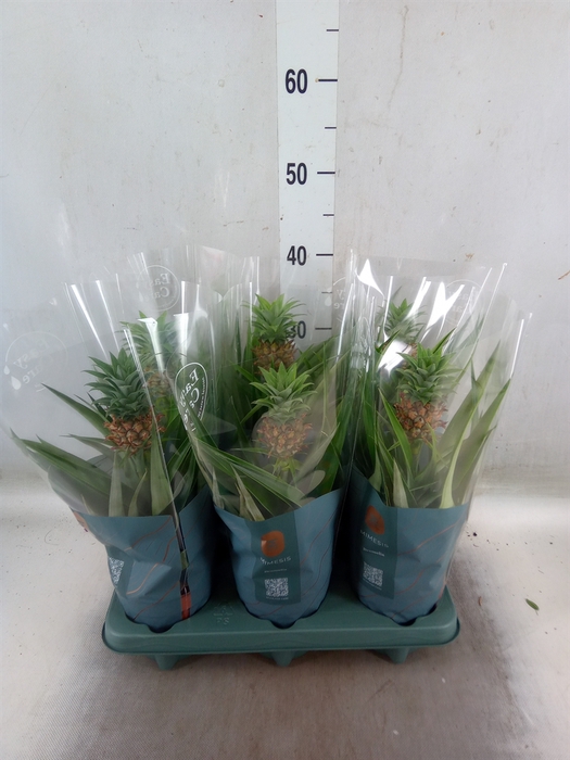 <h4>Ananas  'Mi Amigo'</h4>