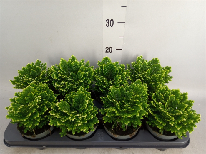 <h4>Selaginella martensii 'Jori'</h4>