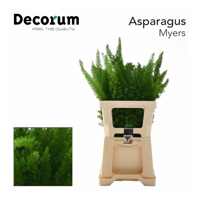 <h4>ASP DENS MYERS</h4>