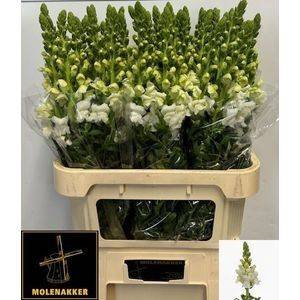 <h4>Antir Potomac Ivory White Molenakker</h4>