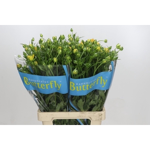 Ranunculus Butterfly Minerva