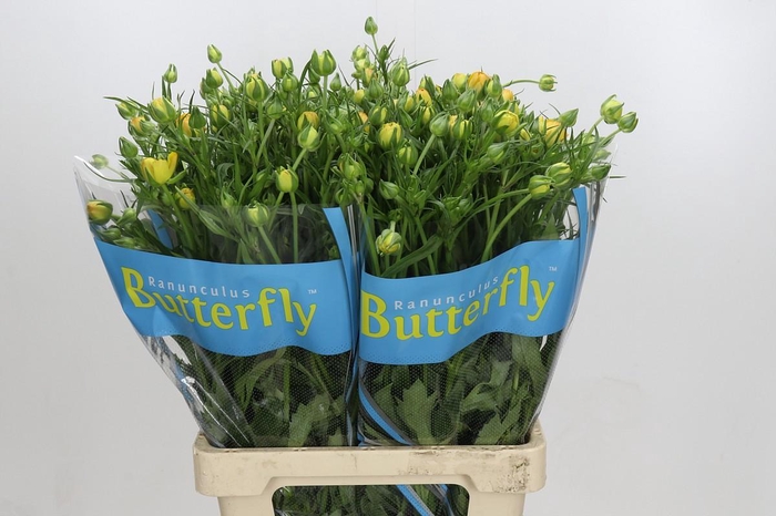 <h4>Ranunculus Butterfly Minerva</h4>