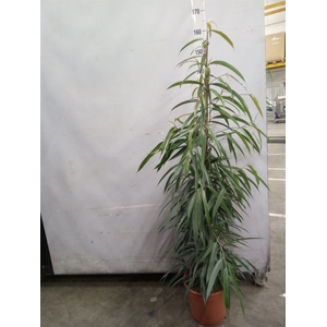 Ficus binn. 'Alii'
