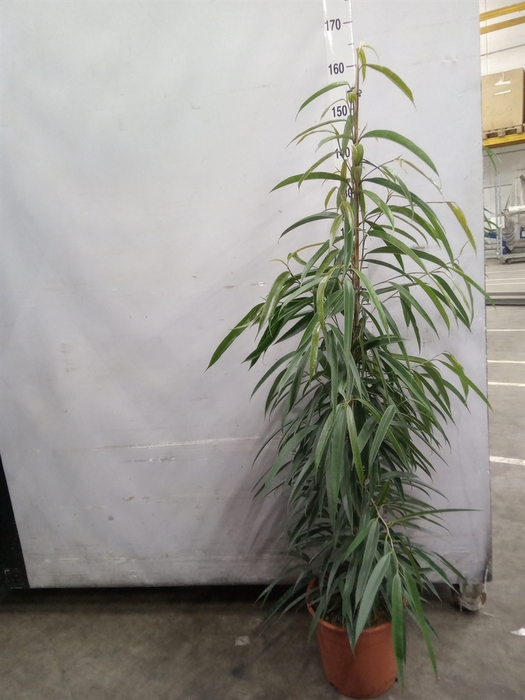<h4>Ficus binn. 'Alii'</h4>
