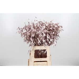 Chasmantium Kl Bh Champagne