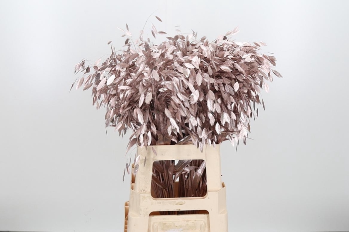 <h4>Chasmantium Kl Bh Champagne</h4>