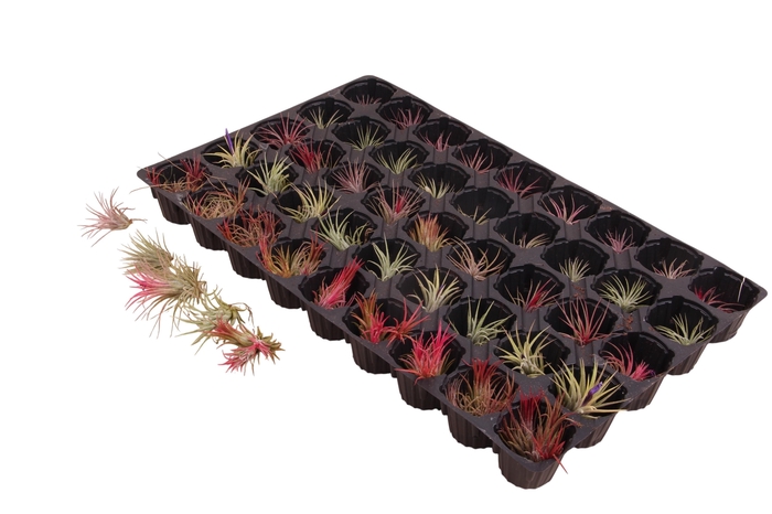 <h4>arr8 Till Ov Mixtray</h4>