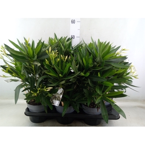 Nerium oleander   ...