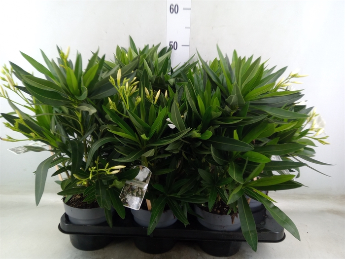 <h4>Nerium oleander   ...</h4>