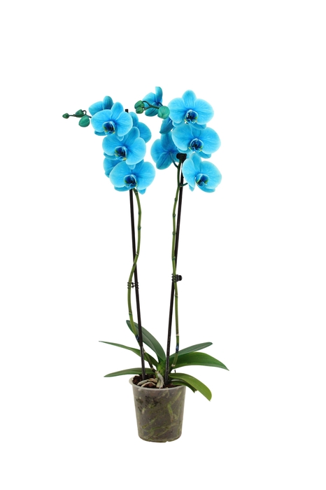 <h4>Phal I Am Ocean Blue 2T14+</h4>