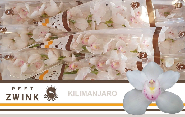 <h4>CYMB T KILIMANJARO</h4>