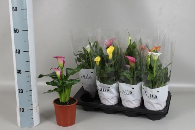 <h4>ZANT GEM 4 KL</h4>