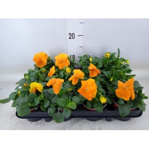 Viola wr. 'Alpha Orange'