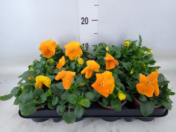 <h4>Viola wr. 'Alpha Orange'</h4>