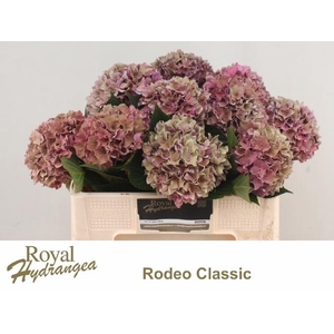 HYDR M CH RODEO CL
