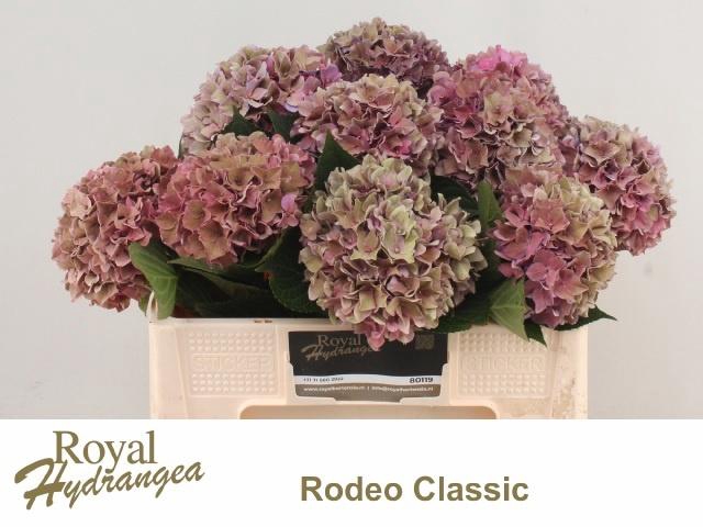 <h4>HYDR M CH RODEO CL</h4>