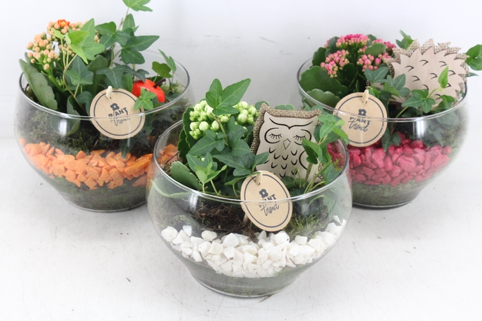 <h4>arr2 PL - Glas schaal frank mix</h4>