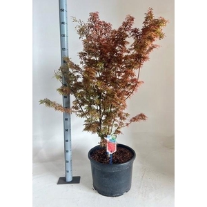 ACER PA JER SCHWARTZ