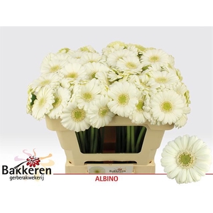 Germini Albino