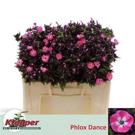 <h4>PHLOX P JUNIOR DANCE</h4>