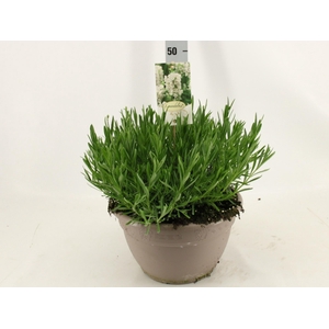 LAVAN AN AROMA WHITE