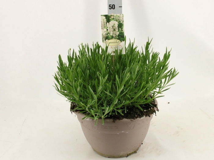 <h4>LAVAN AN AROMA WHITE</h4>