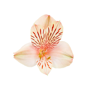 ALSTROEMERIA CANYON 070 CM