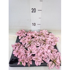 Hypoestes phyllo.   ...