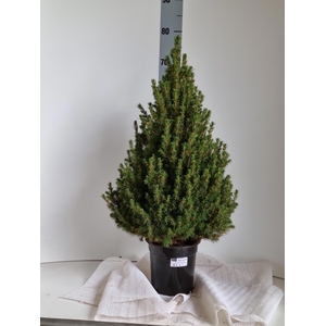 PICEA GL CONICA