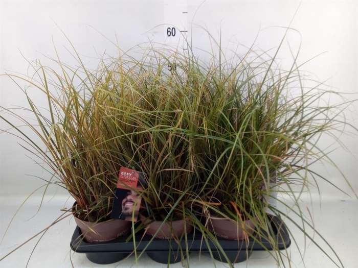 <h4>Uncinia rubra</h4>