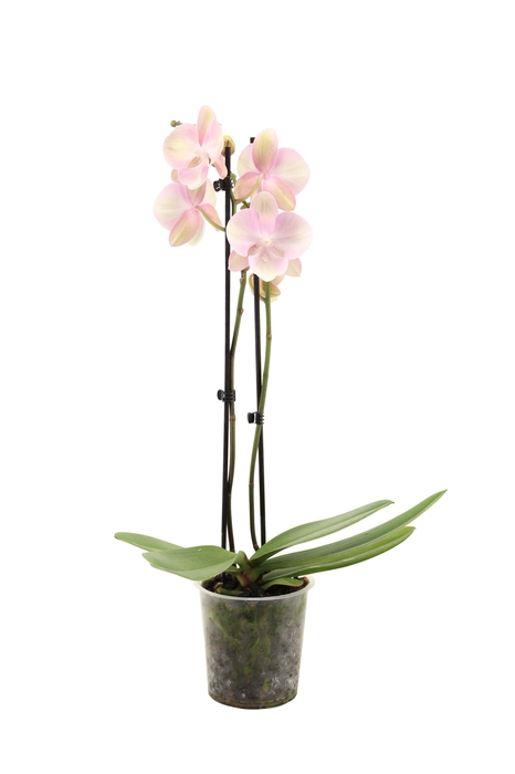 <h4>Phal Venetian Carnaval 2T16+</h4>