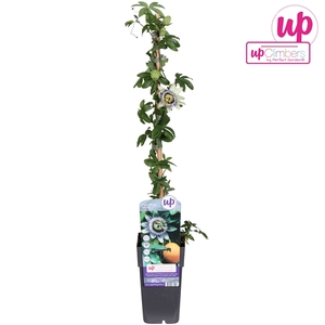 Passiflora caerulea P15
