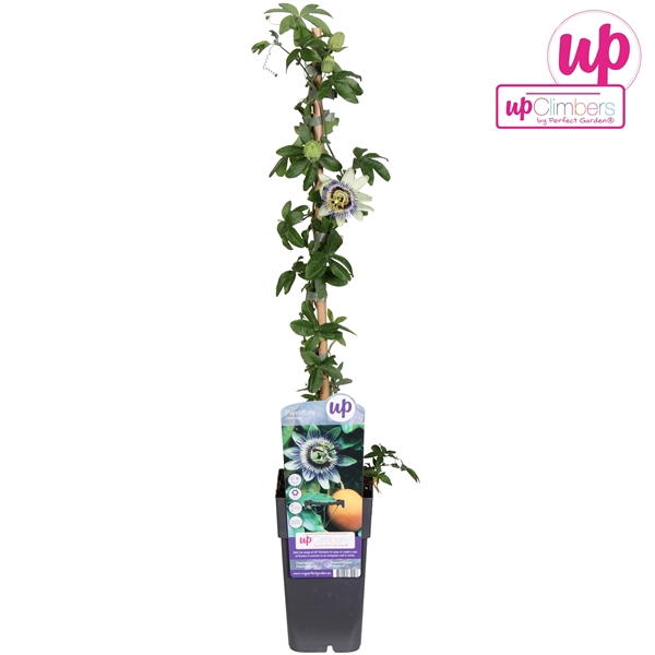<h4>Passiflora caerulea P15</h4>