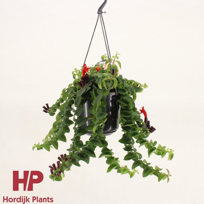 Aeschynanthus Twister XL