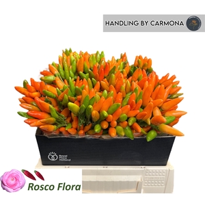 CAP ORANGE FIRE
