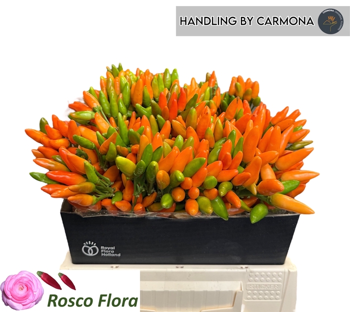 <h4>CAP ORANGE FIRE</h4>