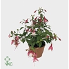 FUCHSIA PATIO PRINCE