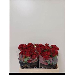 R Tr Velvet Blossoms