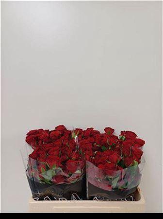 <h4>R Tr Velvet Blossoms</h4>